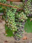 220px-Pinot_Noir_Grapes_-_Cristom_Vineyard_-_Oregon_in_early_veraison