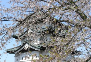The fortress at Hirosaki has over 3000 cherry trees