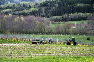 Vineyard workers at Benjamin Bridge in the Gaspereau Valley