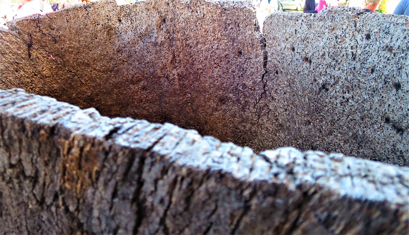 mature ring of old cork.